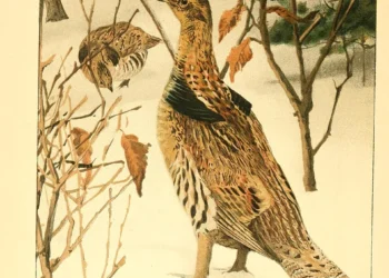 Hình minh họa: Danh Sách 5 Game Bắn Súng Không Pay To Win Hàng Đầu 2026