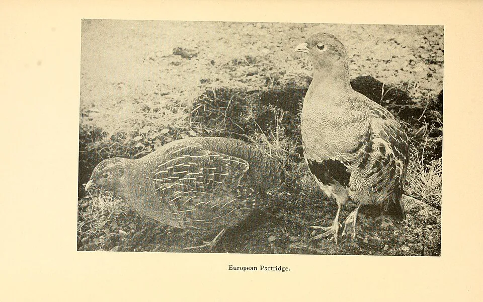 Hình minh họa: Nguồn Tải Game Bắn Súng Offline Miễn Phí, An Toàn Năm 2026