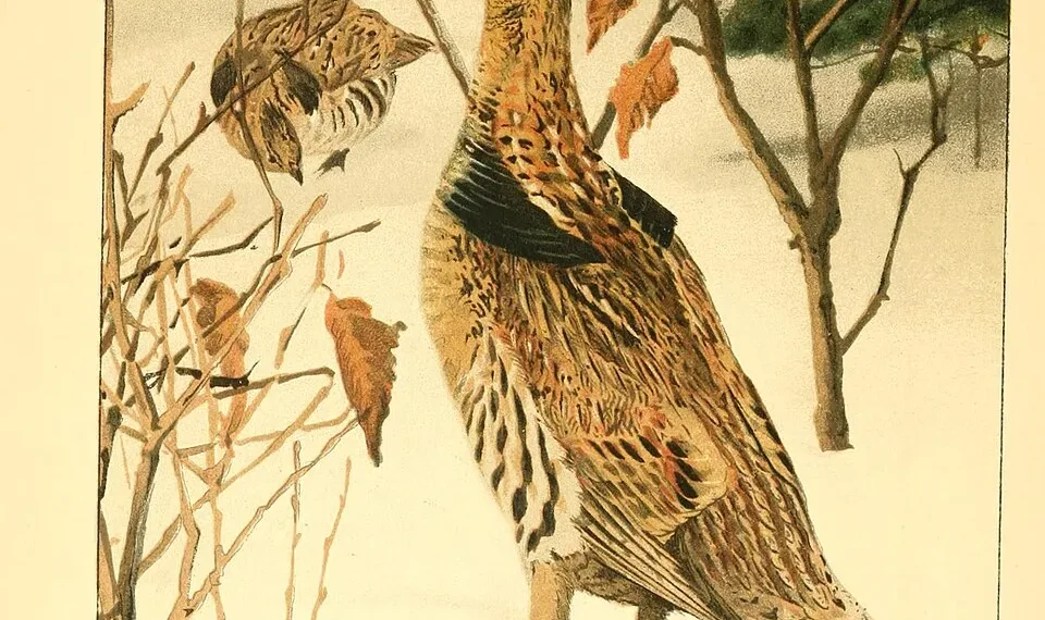 Hình minh họa: Tiêu Chí & Cấu Hình Tối Thiểu Để Chơi Game Bắn Súng Nhẹ